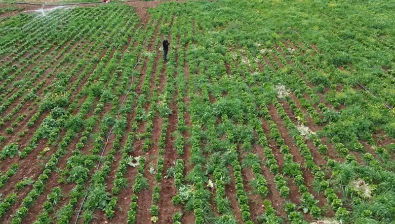 Kuraklık Tehdidi: Marul Hasadı Krizimi Yaşanıyor?