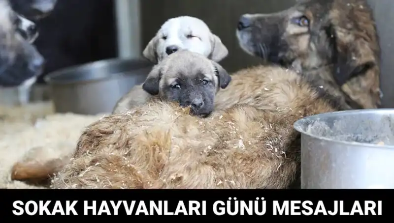 Dünya Sokak Hayvanları Günü: Farkındalık İçin Ne Zaman Kutlanıyor?