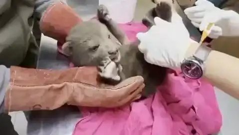 Karabük'te Yavru Bozayı Bulundu: Doğa Severlerin Gözdesi Oldu!