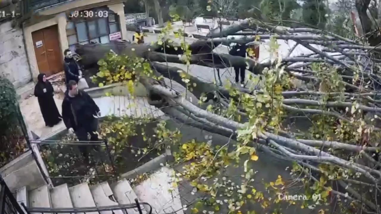 İstanbul'da Fırtına Ağaç Devirdi: 1 Yaralı