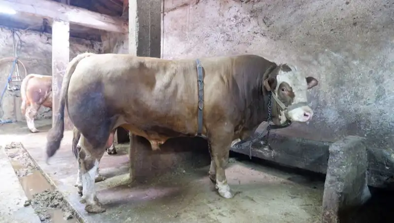 1 Ton 200 Kilo Eşsiz Ürün Piyasaya Çıktı, Fiyatı Şaşırtıyor!