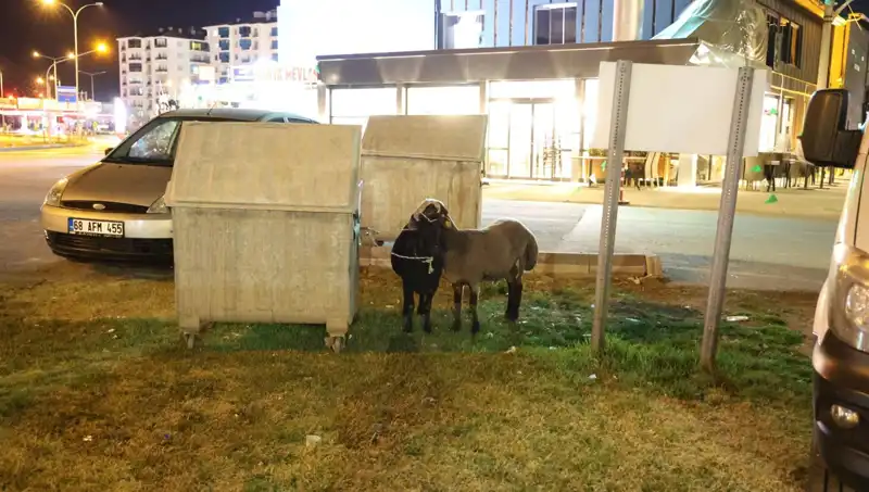Mor Karaman Koyunları: Yola Düşenler ve Kaderine Terk Edilenler
