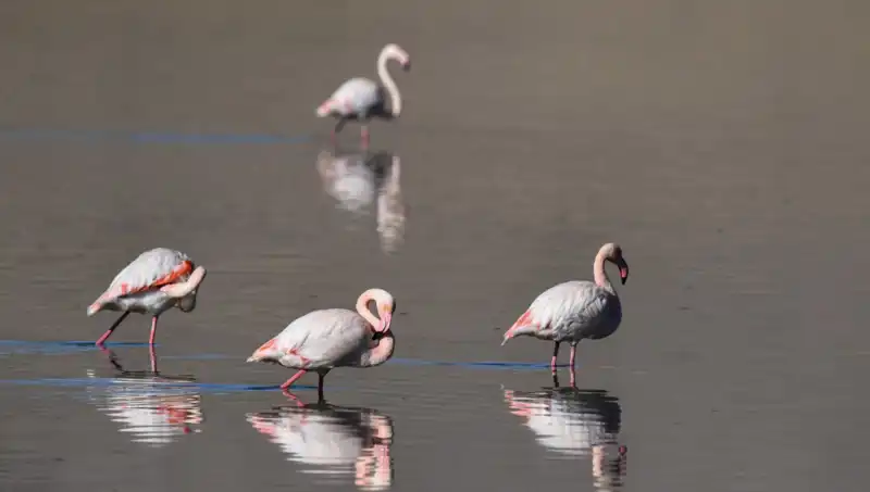 Kuş Cenneti Kuraklığın Pençesinde: Flamingo Sayısında Dramatik Düşüş
