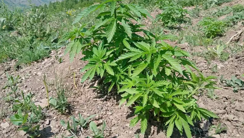 Bingöl'de Kenevir ve Kaçak Tütün Operasyonu: Yeraltı Ekonomisine Darbe!