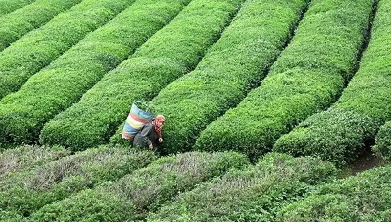 Bayramda da ÇAYKUR'un Yaş Çay Alımları Sürüyor!