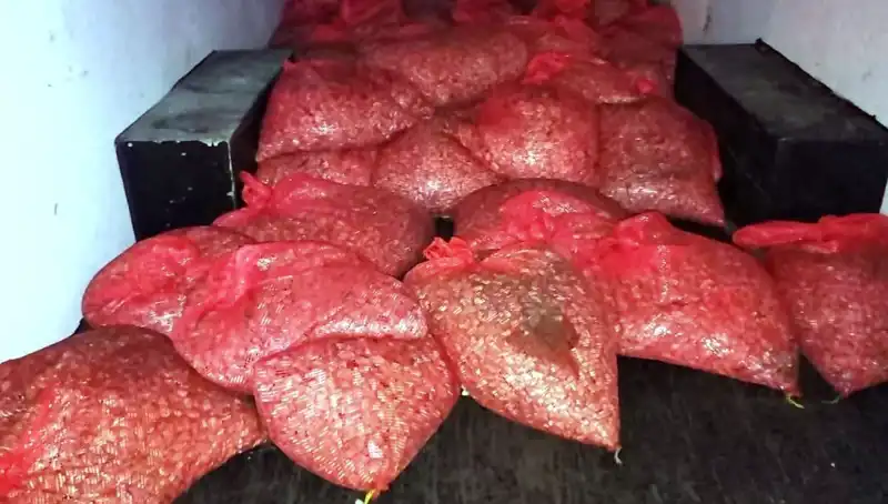 Samsun'da Şok Gelişme: 1,5 Ton Kaçak Midye Ele Geçirildi!