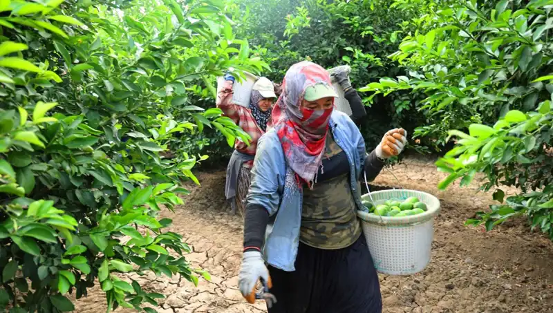 Marketlerde Patates Fiyatları Yükselişte: Sonunda Fiyatları Düşürecek Hasat Geldi!
