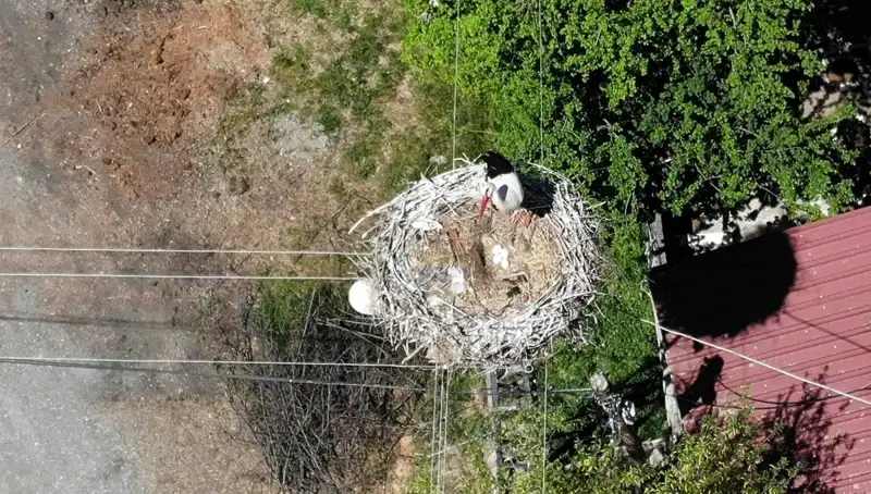 Baharın Nadir Ziyareti: 22 Yıldır Aynı Yerde Yuvasını Kuruyor