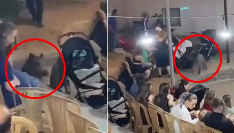 Düğün Organizasyonu Kargaşaya Dönüşünce Yaban Domuzu Sahnede