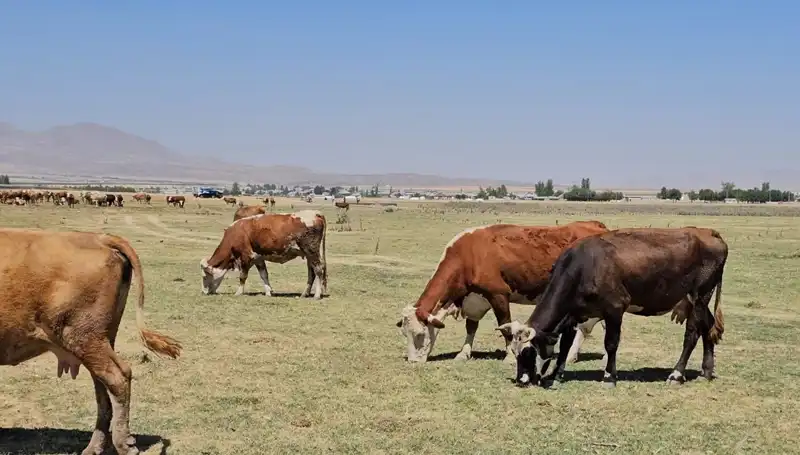 Arin Gölü’nün Kuruması: Bölge Halkı Su Sıkıntısıyla Yüzleşiyor