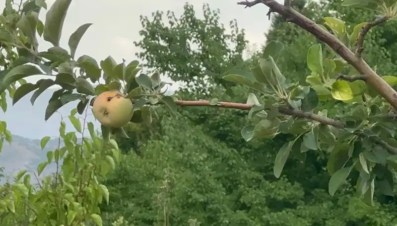 Yüzyılın Donu: Tek Elma Yetişti, O da Çürük!