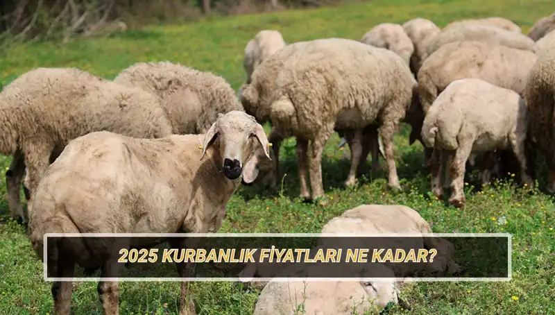 2025 Kurbanlık Fiyatları Açıklandı: Büyükbaş ve Küçükbaş Kurbanlar Ne Kadar?