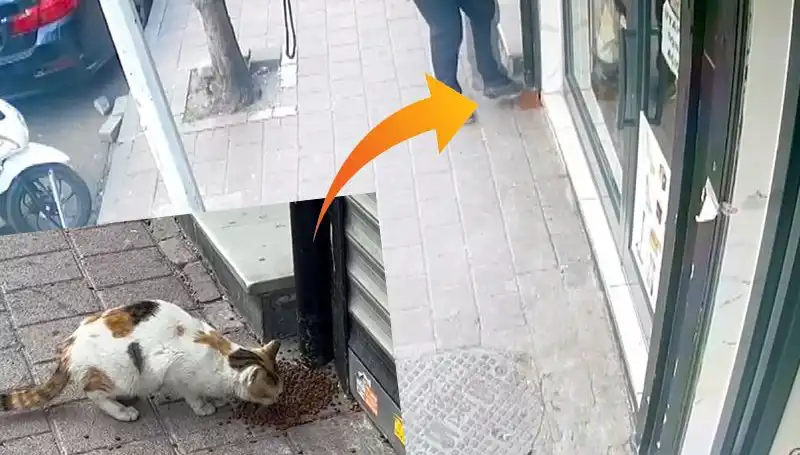 Kediler, Mama Dağılmasından Sonra Çılgınca Kaçtı!