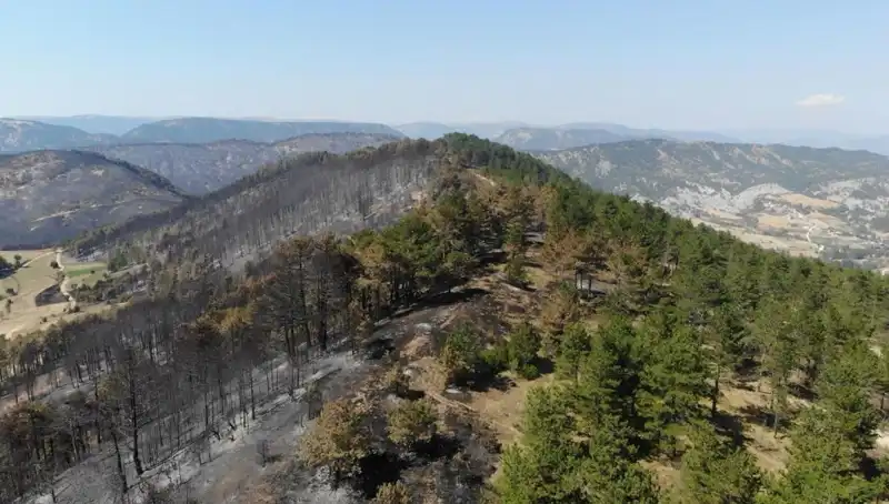 Bolu’da 5 Milyon Fidan Projesi ile Yeşil Gelecek İnşa Ediliyor