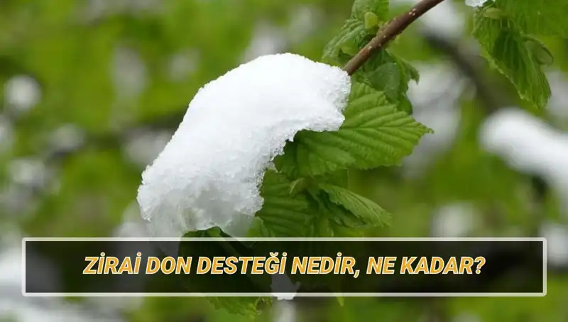 Zirai Don Desteğiyle Tarımda Yenilik: Hangi İllere Ne Kadar Yardım Yapılacak?
