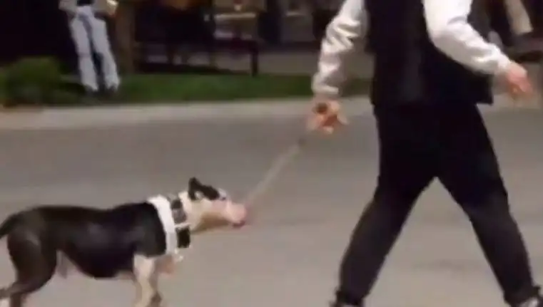 Ağızlıksız Pitbull’ün Saldırısı: Sahip Para Cezası ile Karşılaştı