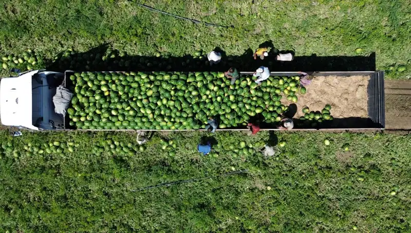 Bafra Ovası'ndan 94 Bin 500 Ton Karpuz Beklentisi: Rekor Hasat Yolda!