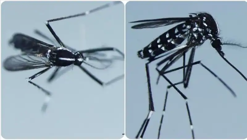 Chikungunya Virüsü: Tehlike Yaratacak Ülkeler ve Belirtileri Neler?
