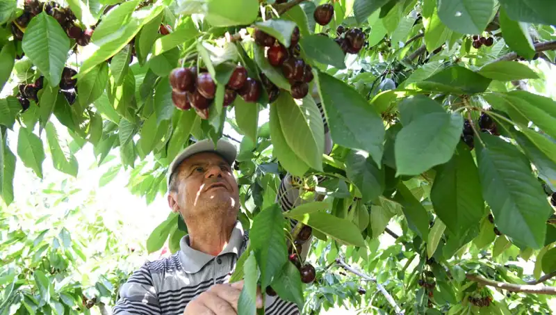 Lapseki'nin Dev İğdesi: Çay Bardağını Geçen Boyutuyla İlgili Her Şey