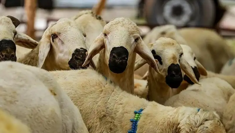 2025 Kurban Bayramı: Kurban Kesmek Farz mı? Tüm Cevaplar Burada!