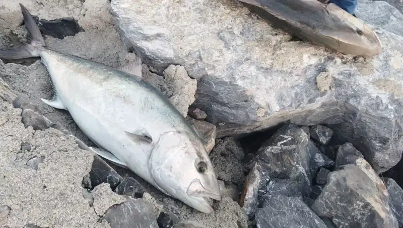 Oltayla 65 Kilo Balık Yakaladı, 18 Bin TL’ye Satarak Şoke Etti!