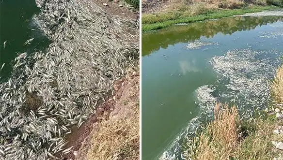 Karasu Çayı'nda Balık Ölümleri: Sırları Çözmek için Uzmanlar Devrede