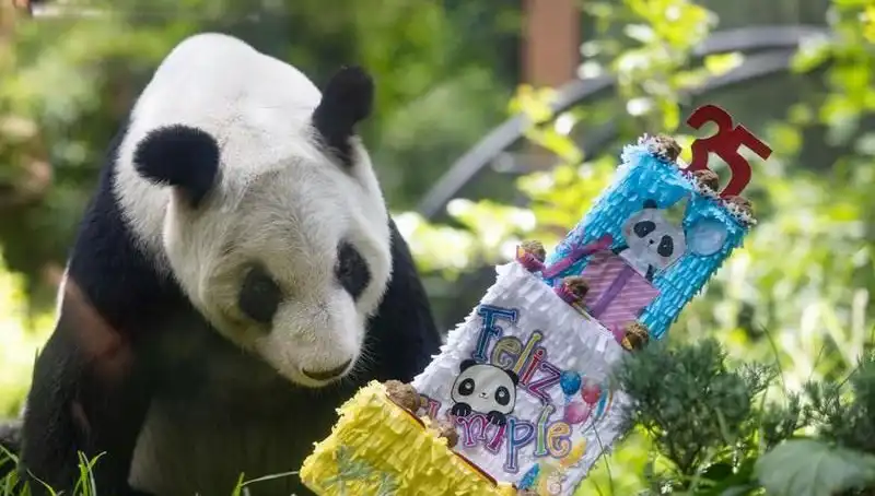 Dev Panda Xin Xin, 35. Yaşını Kutluyor: Pandaların İlham Verici Hikayesi