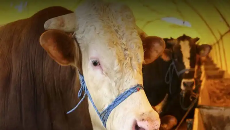 Akika Kurban Nedir? Anlamı ve Kesim Zamanı Hakkında Bilgiler