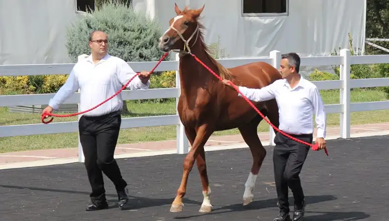 Taşkın Kral Rekoru: Doğanın Gücü ve İnsan Mücadelesi Bir Arada