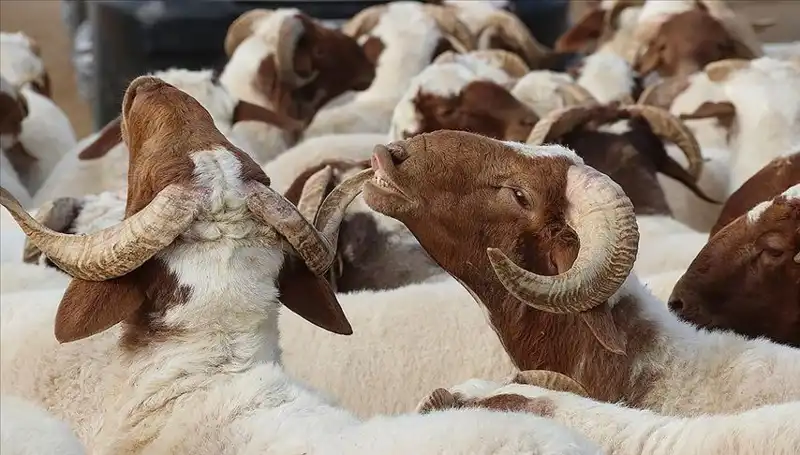 Akika Kurbanı Nedir, Ne Zaman Kesilir ve Yenilebilir Mi?