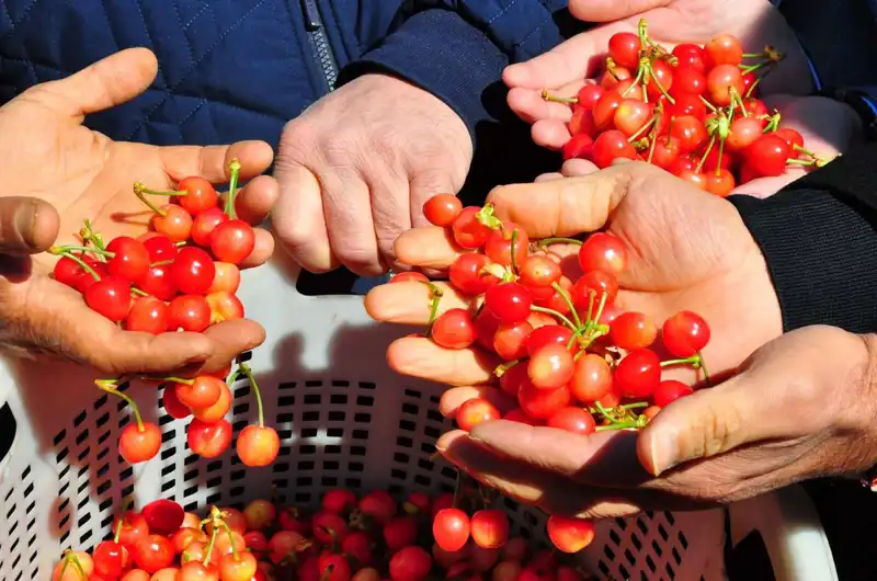 Tarımda Yenilik: İlk Hasat 3.500 TL’den Satıldı!