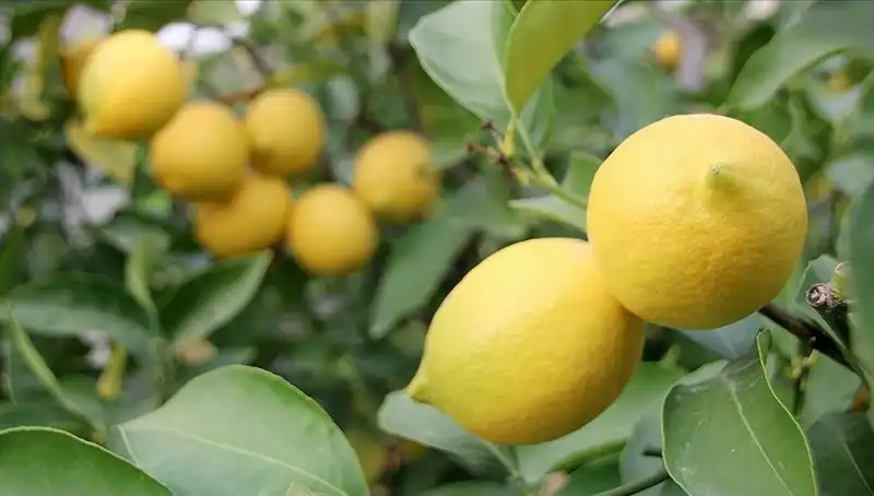 Limonun Fiyatı Füze Gibi Yükseldi: 24 Lira Oldu!