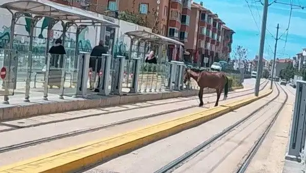 Eskişehir'de Tramvay Raylarında Şaşkınlık Yaratan Başbaşa At Görüntüleri
