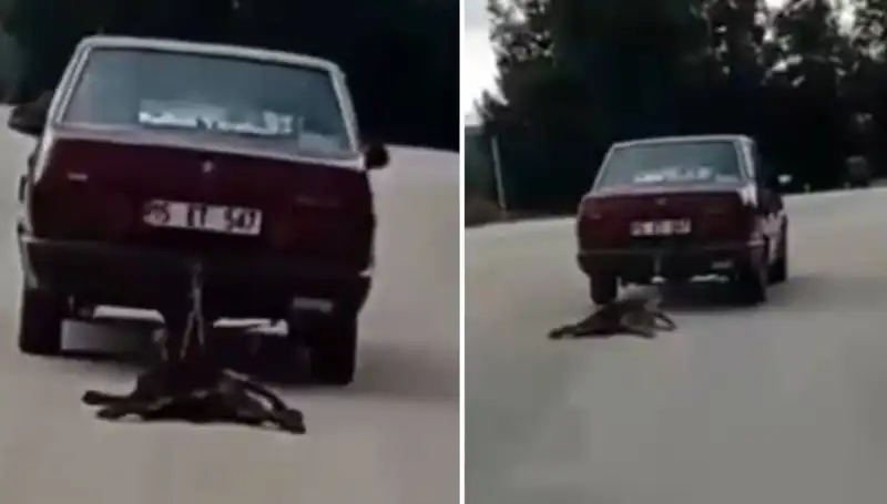Otomobilin Arkasına Bağlanan Köpeği Sürüklemek, Hayvanseverlerde Şok Etkisi Yarattı!