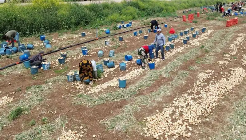 Soğan Hasadı Başladı: Fiyatlar Düşüyor, Marketlerde Hareketlilik Artıyor